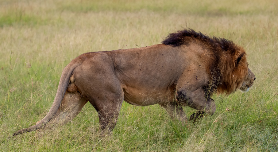 3 Days Masai Mara Air Safari from Nairobi gallery image 5
